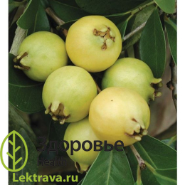 Гуава обыкновенная
