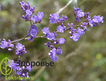 Кермек Гмелина