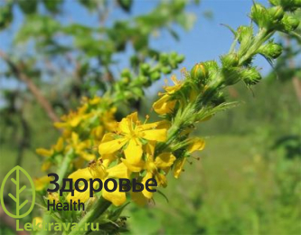 Репешок обыкновенный