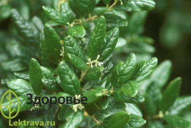 Больдо