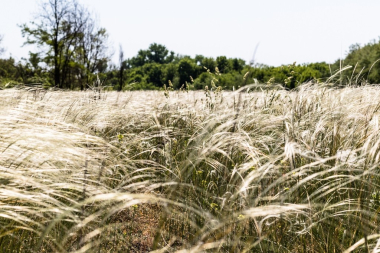 Многолетнее травянистое растение семейства злаковых (Poaceae). Народные названия: волоски, кипец, ковыла, марьин лен, любима, овечья смерть, перник, свистуха, степчина, тирса, шелковая трава. Ковыль перистый