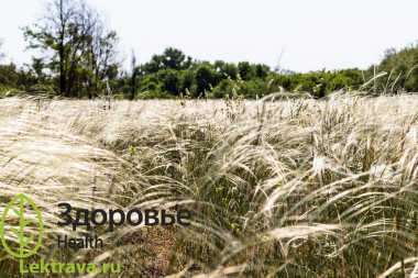 Многолетнее травянистое растение семейства злаковых (Poaceae). Народные названия: волоски, кипец, ковыла, марьин лен, любима, овечья смерть, перник, свистуха, степчина, тирса, шелковая трава. Ковыль перистый