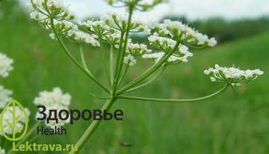 Син.: айован душистый, зира, индийский тмин, коптский тмин, шабрий.<br> <br>
Травянистое растение со стержневым веретенообразным стеблем. Широко культивируется в качестве пряного и эфиромасличного растения. Высоко ценится в фармацевтической промышленности как лекарственное сырье для получения эфирного масла, содержащего тимол, который используется в медицине как антисептик. Хороший медонос. Ажгон