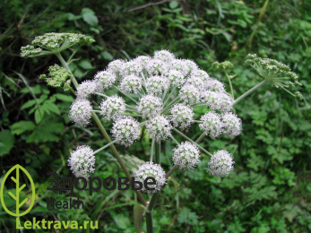 Вех ядовитый