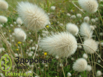 Зайцехвостник