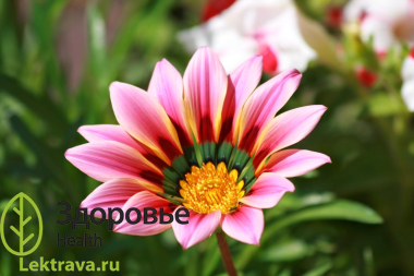Гацания