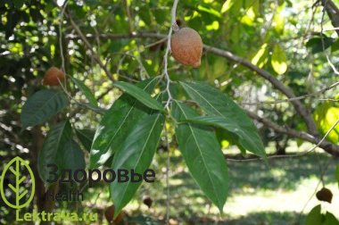 Чаульмугра