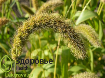 Сетария