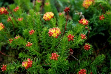 Красная щетка