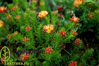 Син.: родиола четырехчленная.<br> <br>
<div> Многолетнее травянистое растение, обладающее высочайшими иммунными и адаптогенными свойствами. Одно из самых главных свойств красной щетки – воздействие на причину болезни и ее устранение.
</div> <br> Красная щетка