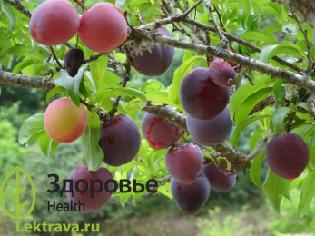 Слива домашняя
