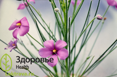 Библис гигантский