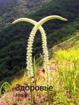 Син.: вшивое семя. Многолетнее луковичное растение, семена которого богаты стероидными алкалоидами. Они оказывают целебное воздействие, благодаря чему сабадилла широко используется в гомеопатии. Сабадилла