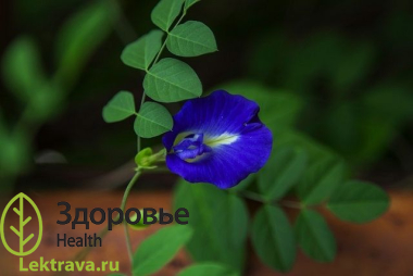 Клитория тройчатая