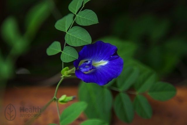 Клитория тройчатая: описание цветка, фото, выращивание, свойства синего чая
