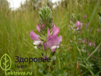 Стальник полевой