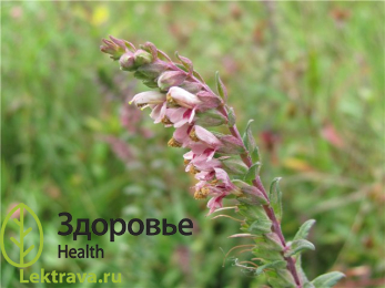 Зубчатка обыкновенная