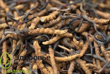 Кордицепс китайский