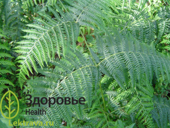 Орляк обыкновенный
