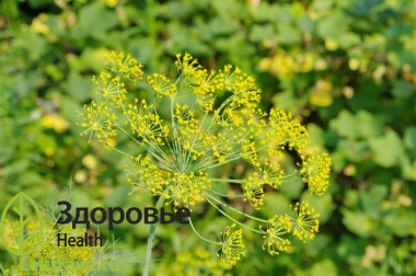 Укроп пахучий