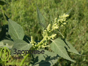 Циклахена дурнишниколистная – однолетнее травянистое растение высотой от 30 до 200 см в высоту. Обладает диуретическими, противовоспалительными, кардиотоническими свойствами, а пыльца циклахены используется для диагностики заболеваний аллергического характера. Циклахена дурнишниколистная