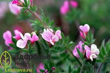 Сераделла