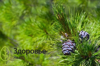 <span st="" yle="font-size: 14pt; font-family: "Times New Roman";">Вечнозеленое хвойное дерево.<span class="apple-converted-space"> </span>Обладает многими ценными лечебными свойствами. Кедровый лес богат фитонцидами, благоприятно влияющими на заболевания легких и нервные расстройства.</span> Кедр сибирский
