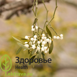 Омела белая 