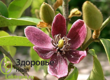 Микелия буроватая