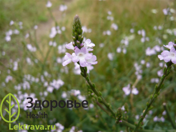 Вербена лекарственная 