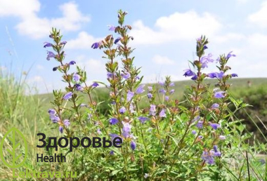 Змееголовник молдавский