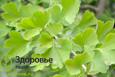 Гинкго билоба