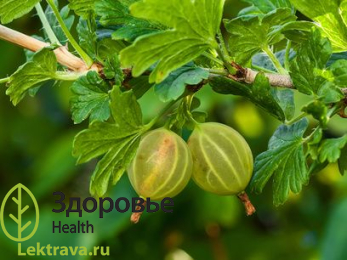 Небольшой кустарник с колючими ветками, мелкими тускло-зелеными листьями и особо вкусными плодами. Крыжовник обыкновенный – не только популярное культурное растение, его ягоды обладают общеукрепляющими, мочегонными и противовоспалительными свойствами.
Крыжовник обыкновенный