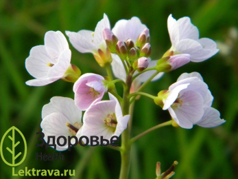 Сердечник