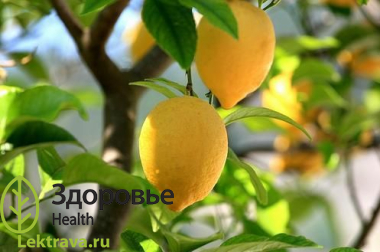 Лимон обыкновенный