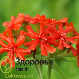 Зорька обыкновенная