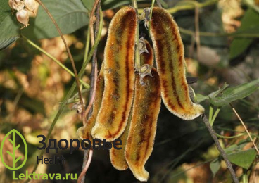 Мукуна жгучая