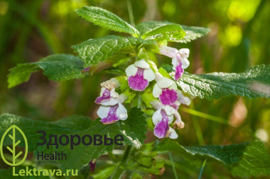 Кадило мелиссолистное 