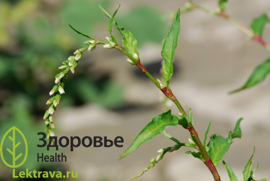 Горец перечный 