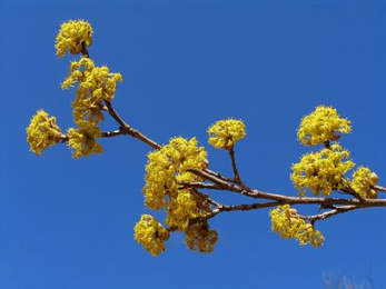 Кизил обыкновенный