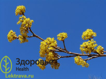 Кизил обыкновенный