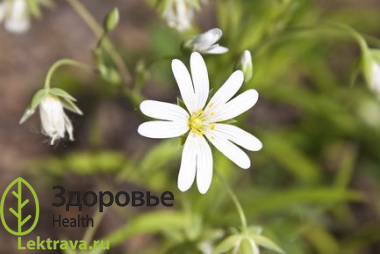 Звездчатка средняя