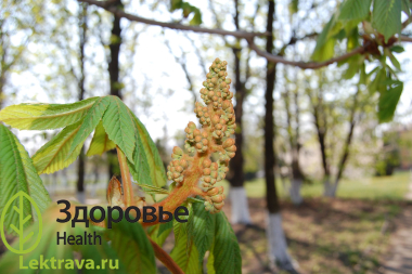 Каштан конский 