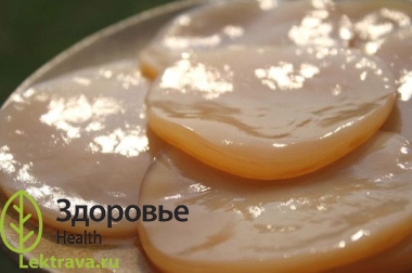 Чайный гриб