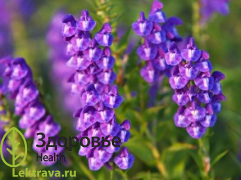Шлемник байкальский