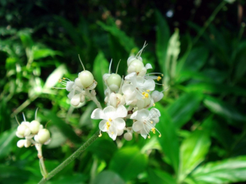 Многолетнее травянистое растение семейства коммелиновых (Commelinaceae). Корни применяются при сперматорее и для возбуждения половой активности.<br> Анейлема японская