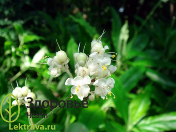 Многолетнее травянистое растение семейства коммелиновых (Commelinaceae). Корни применяются при сперматорее и для возбуждения половой активности.<br> Анейлема японская