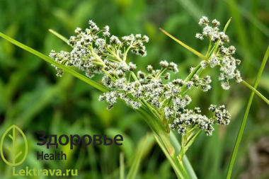 Многолетнее травянистое растение с длинными ползучими корневищами, благодаря которым образует обширные заросли. Имеет лекарственного и хозяйственное значение. Проявляет выраженные лечебные свойства, в частности противовоспалительное, кровоостанавливающее, мочегонное, противолихорадочное и др.
Камыш лесной