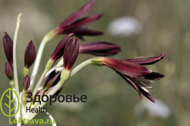 Унгерния Северцова
