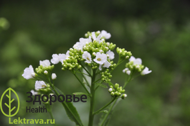 Хрен обыкновенный